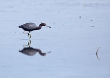 Little Blue Heron Stock Photo Little Blue Heron Stock Photo