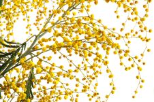 Yellow Mimosa Stock Photos Yellow Mimosa Stock Photos