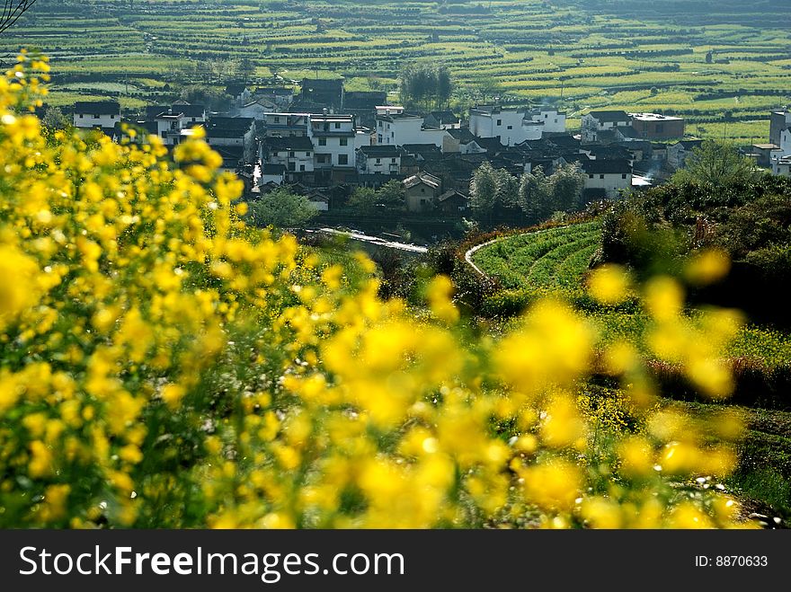 Scenic rape flower in summer.