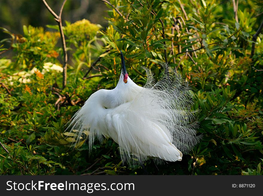 Snowy Egret, performing his mating dance.