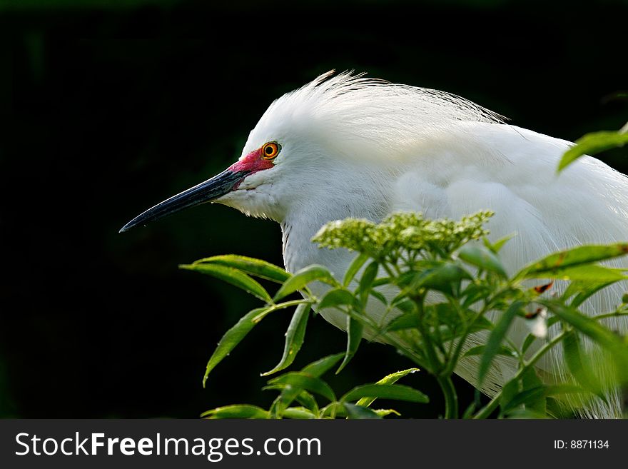 Snowy Egret, close up on black