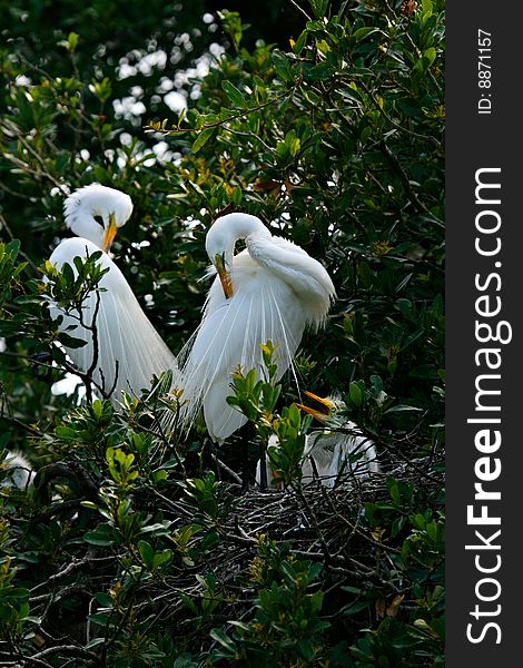 Pair of Great White Egrets, with Chick in nest.