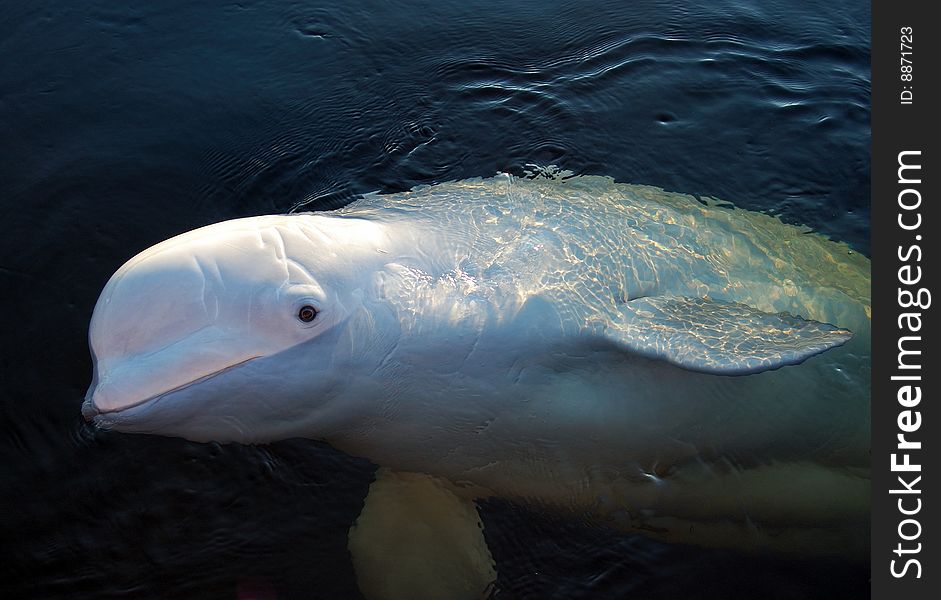 White polar whale in the White sea