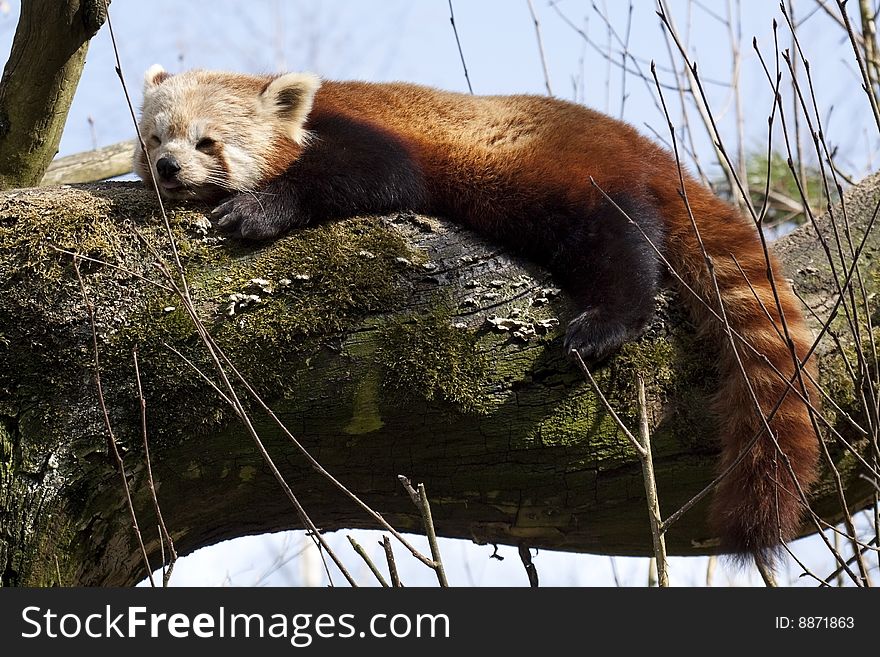Red little panda, lazy lying on a tree