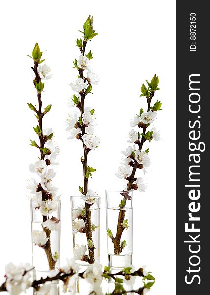 vases with three blossoming apricot branches. vases with three blossoming apricot branches