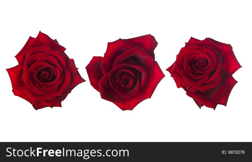 Red roses towards white background