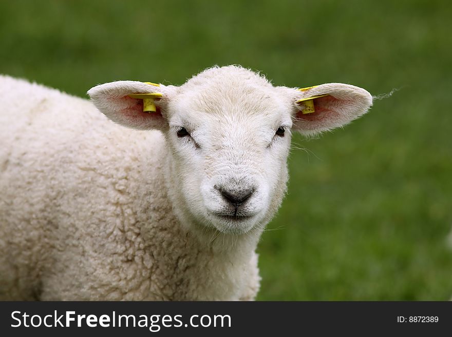 Farm animals: Cute lamb looking at you
