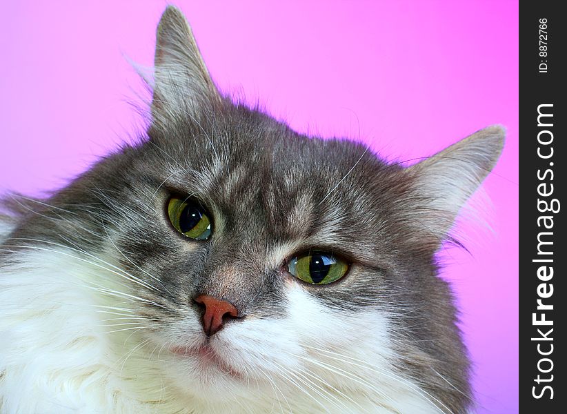 Face cat close up on pink background