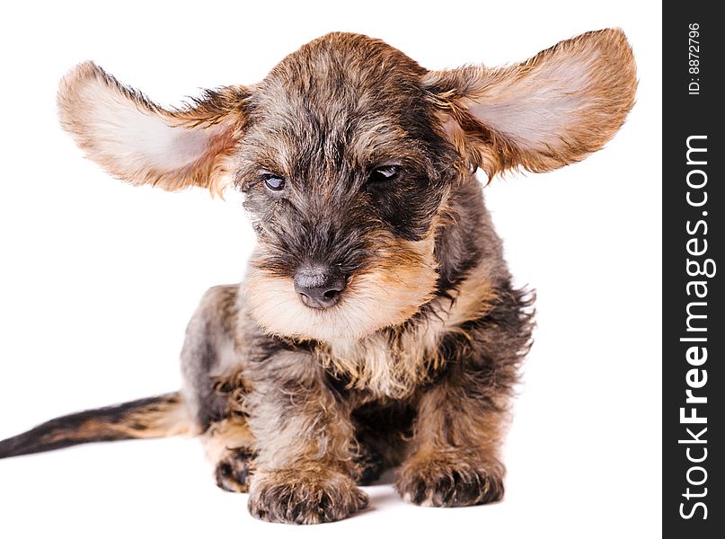 Small dachshund with spread ears on white background. Small dachshund with spread ears on white background