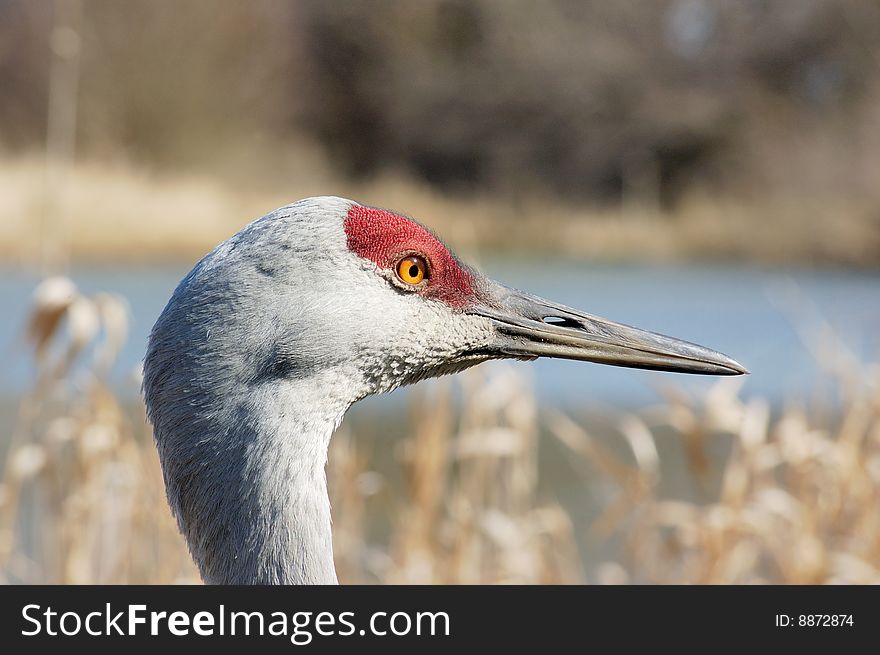 Sandhill Crane on the lake