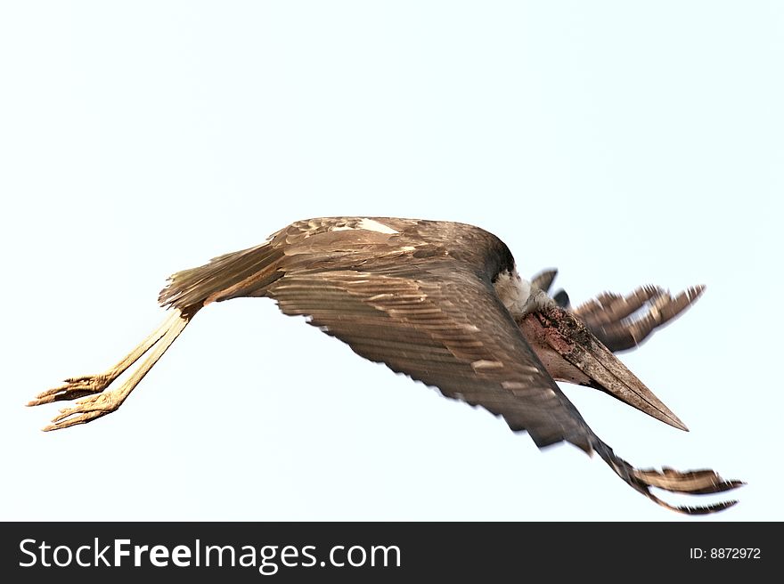 Marabou stork  (Leptoptilos crumeniferus) in flight at  Nakuru Lake National Park, Kenya