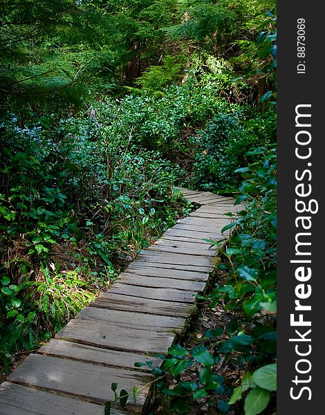 A boardwalk through the northwest rainforest leading to Cape Flattery, Washington, the northwestern-most point in the continental U.S. A boardwalk through the northwest rainforest leading to Cape Flattery, Washington, the northwestern-most point in the continental U.S.