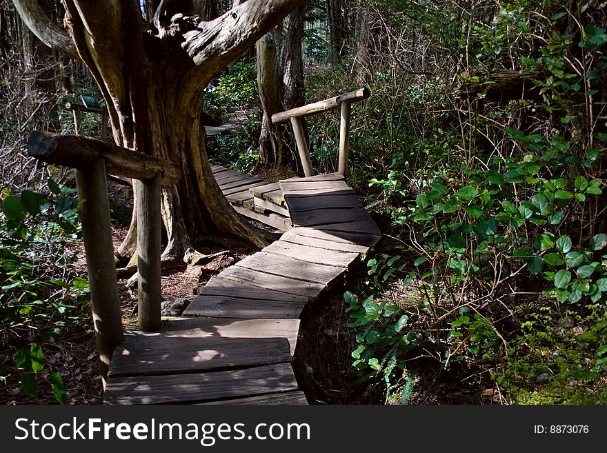 Rainforest Boardwalk With Steps