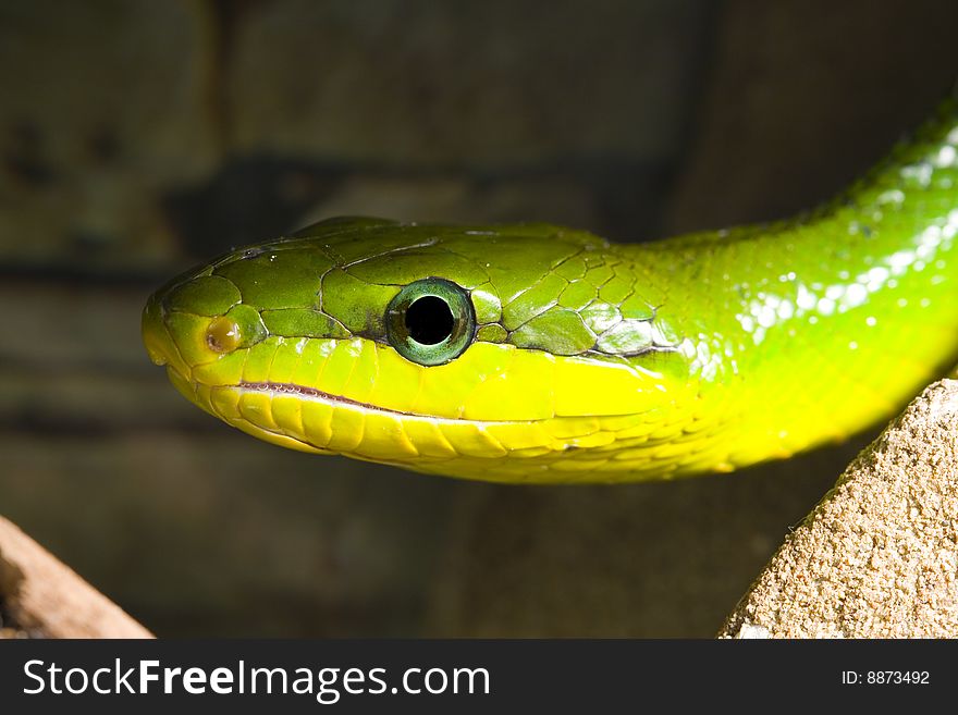 Red Tailed Racer (Gonyosoma oxycephala) - detail of head