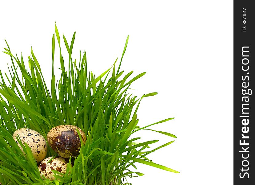 Quail eggs in the grass isolated