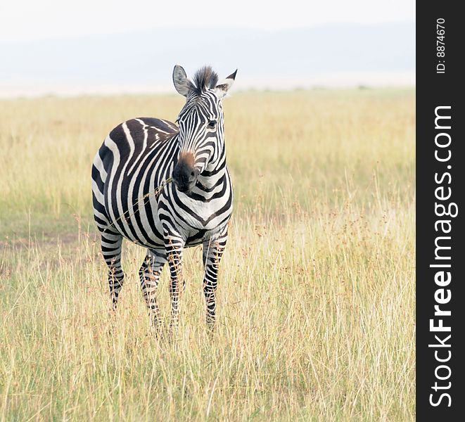 A lone zebra stands on the plains of Africa in Kenya's Masai Mara game reserve. A lone zebra stands on the plains of Africa in Kenya's Masai Mara game reserve.
