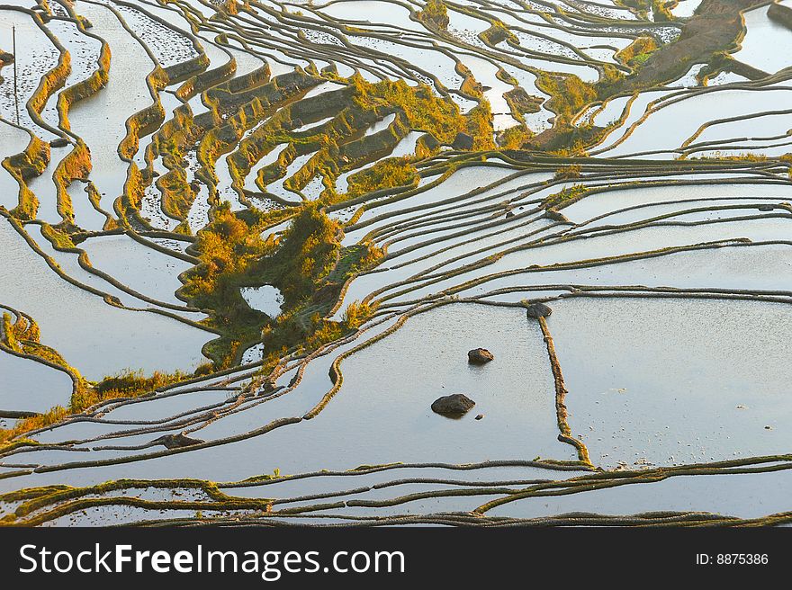 Morning of YuanYang Rice Terrace