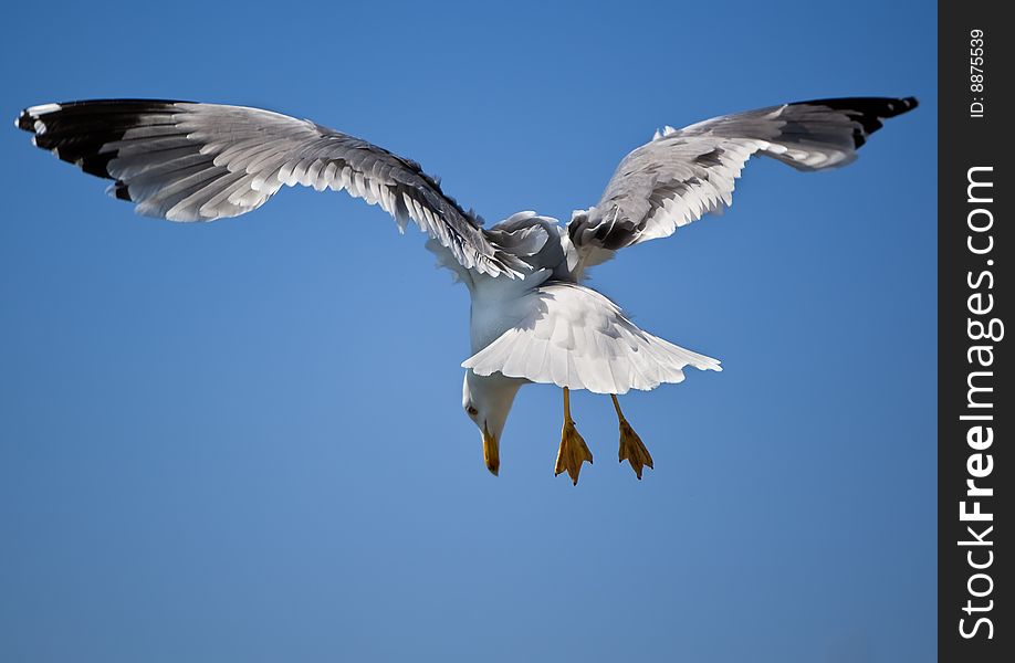 Flight of gull, seagull, in sky. Flight of gull, seagull, in sky