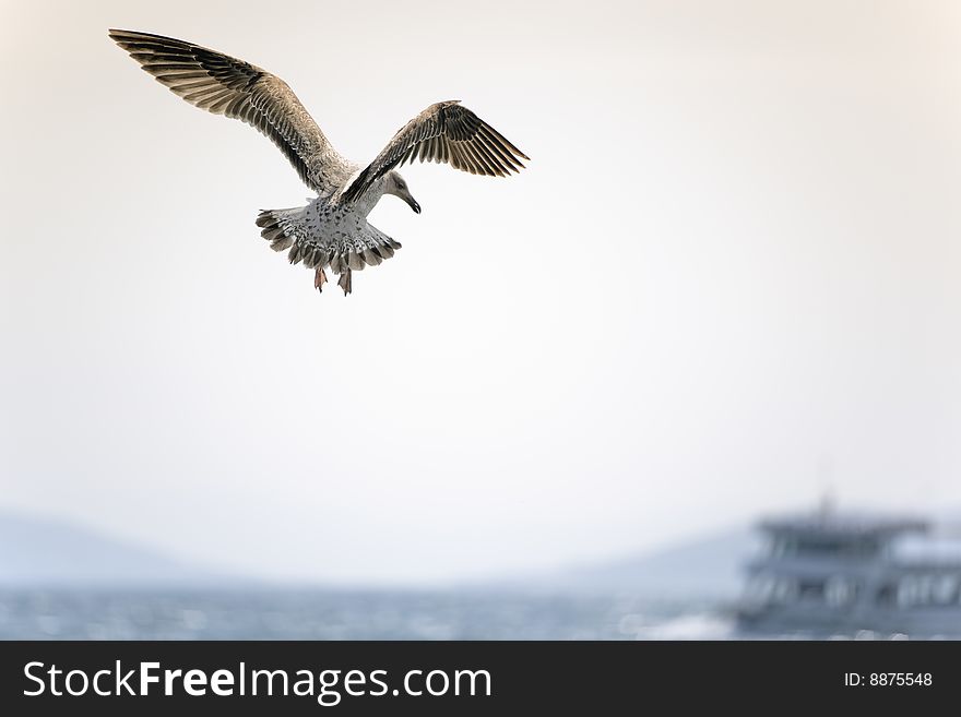 Gull flying over the ocean Istanbul, Marmara Sea. Gull flying over the ocean Istanbul, Marmara Sea