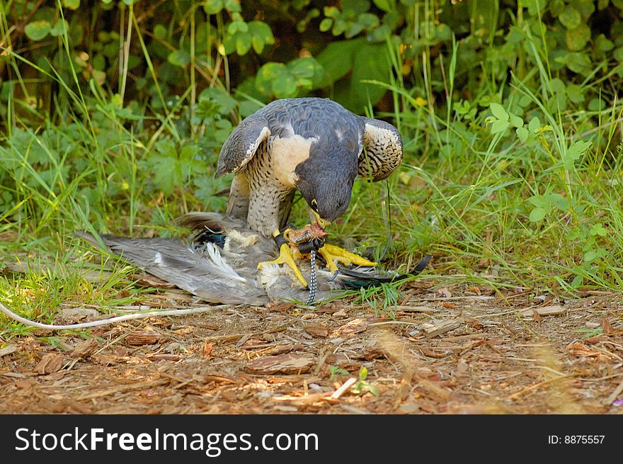 Peregrine Falcon with its prey on the lawn in summer day