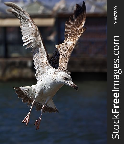 Flight of seagull, over sea port