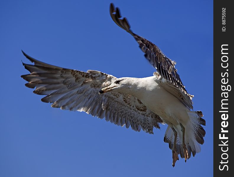 Seagull in the blue sky