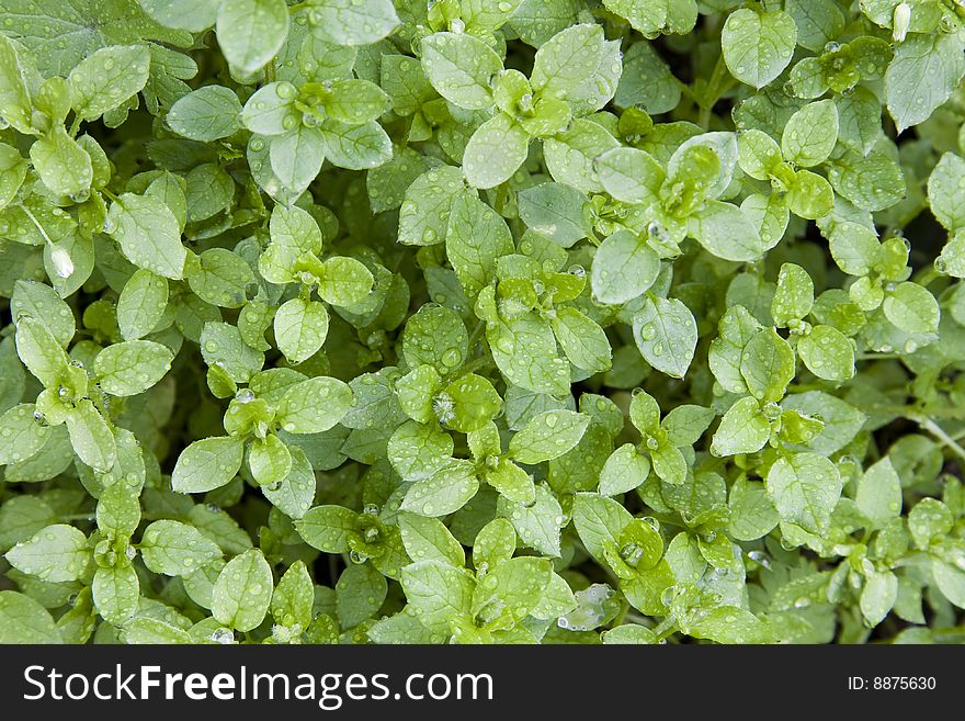 Fund multiple tiny greens and fresh herbs. Fund multiple tiny greens and fresh herbs