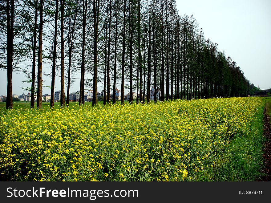 Rape Field