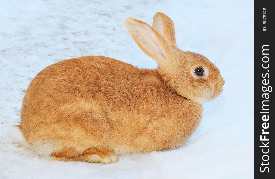 Pretty Rabbit On Snow