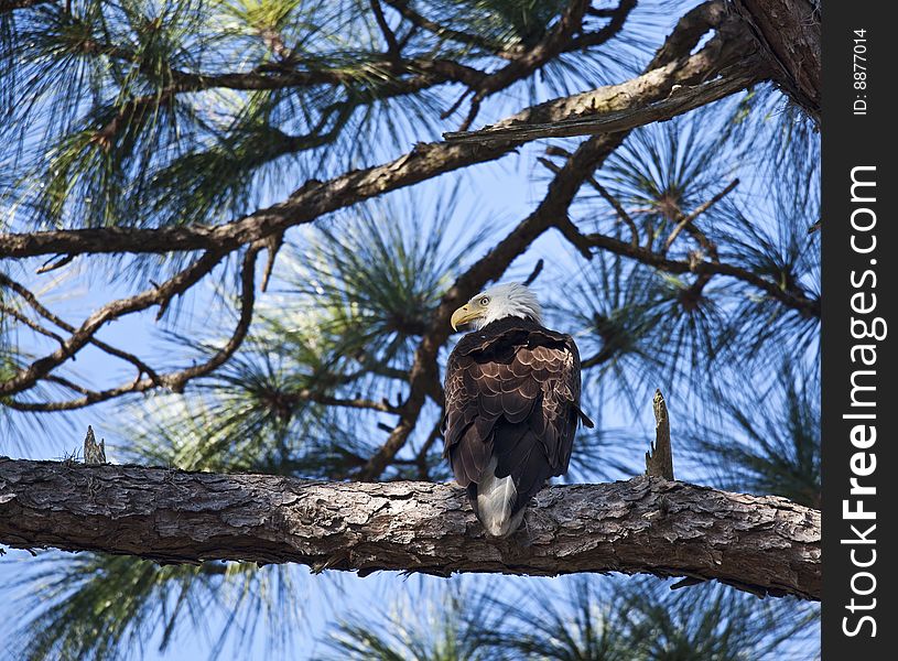 Bald Eagle