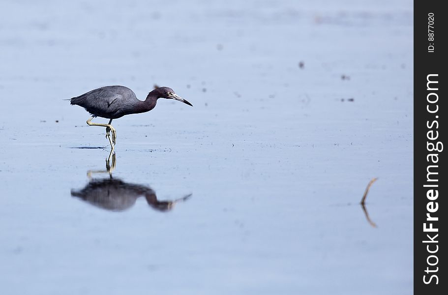 The little blue heron (egretta caerulea) is common across the southeast US.