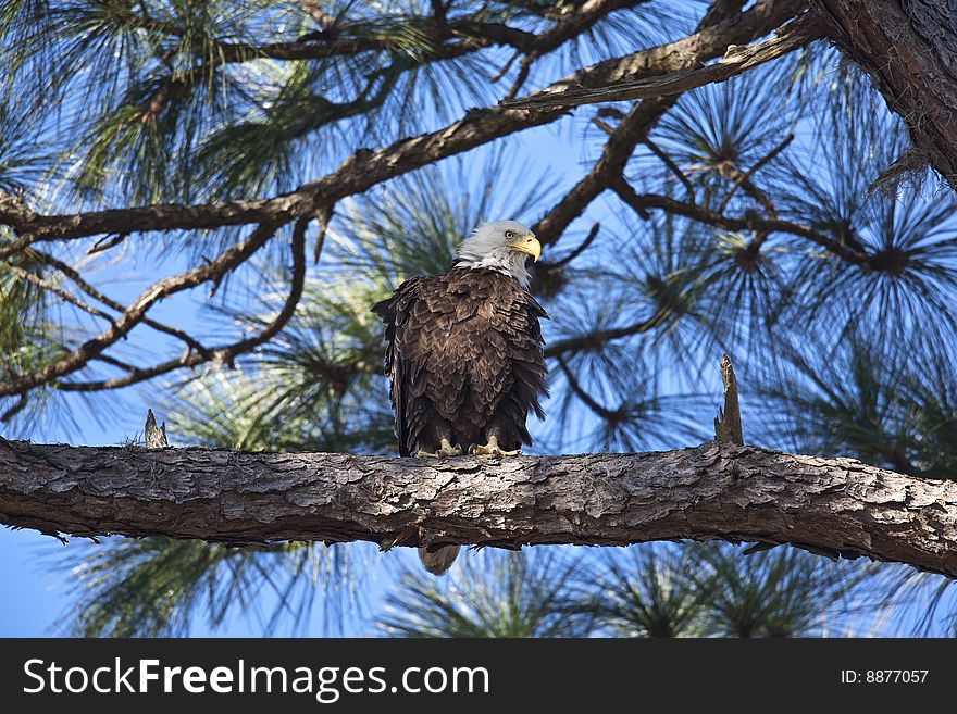 The bald eagle (haliaeetus leucocephalus) has been the national symbol of the United States since 1782.