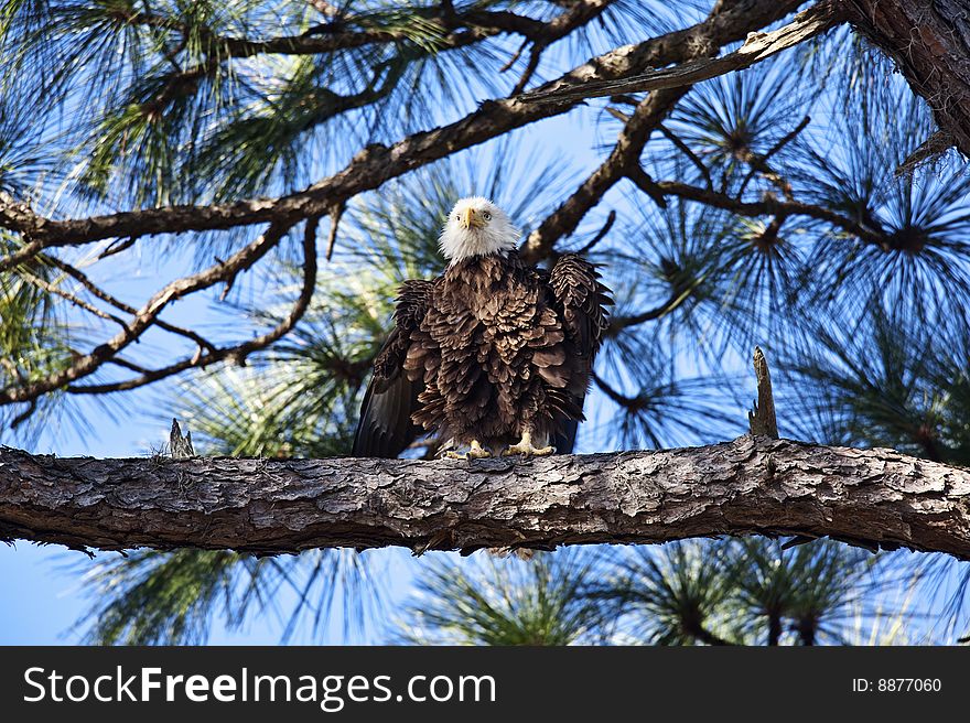 The bald eagle (haliaeetus leucocephalus) has been the national symbol of the United States since 1782.