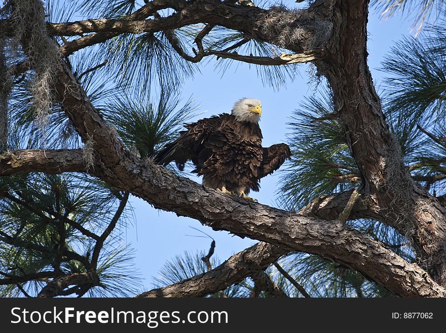 The bald eagle (haliaeetus leucocephalus) has been the national symbol of the United States since 1782.