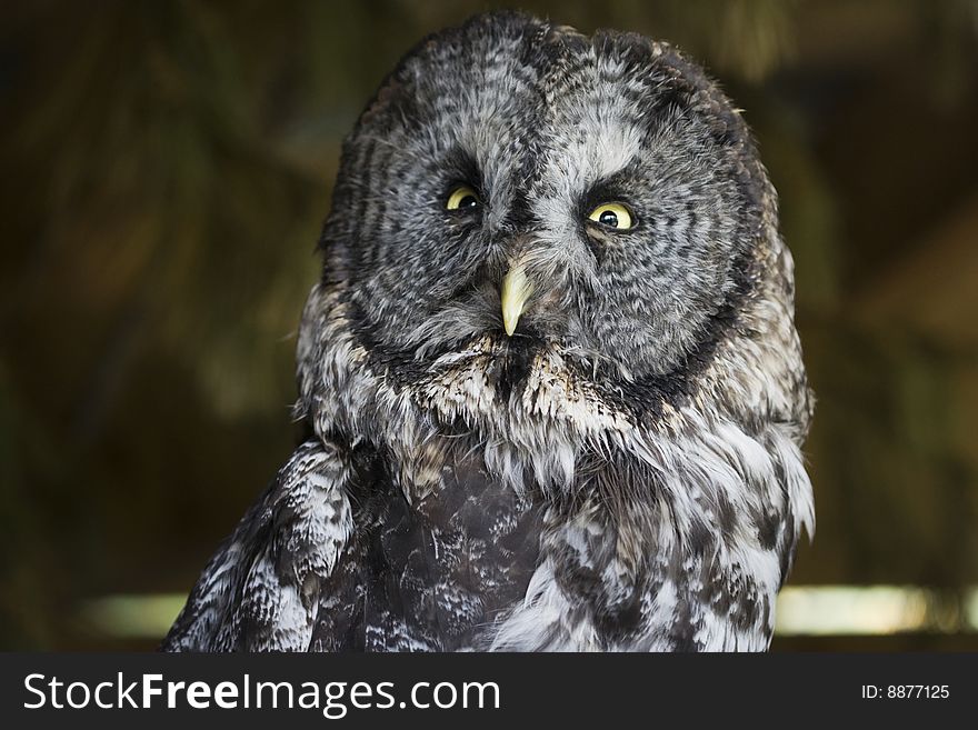 Great Gray Owl perched, looking into the camera