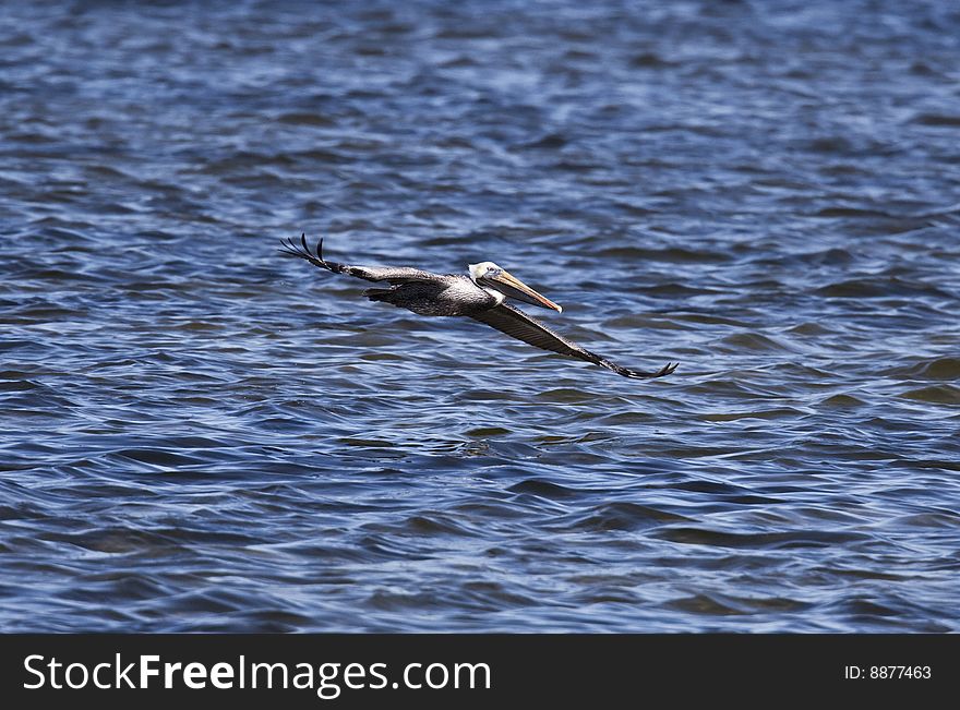 The brown pelican (pelecanus occidentalis) is a sea bird found on both coasts of North America.