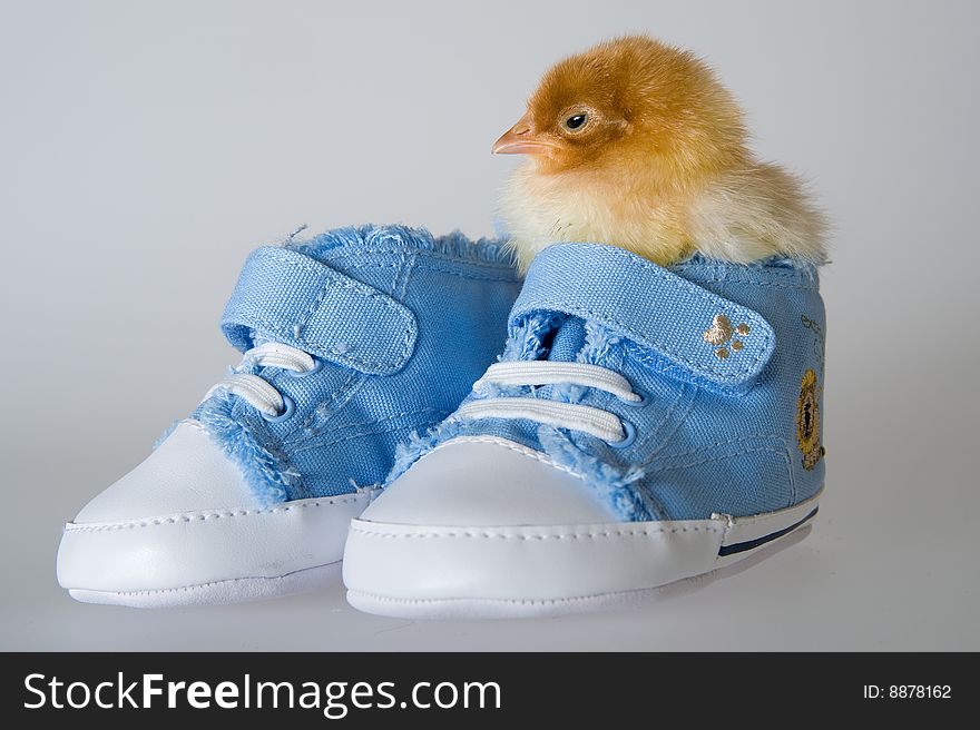 Chicken Sitting In The Shoe