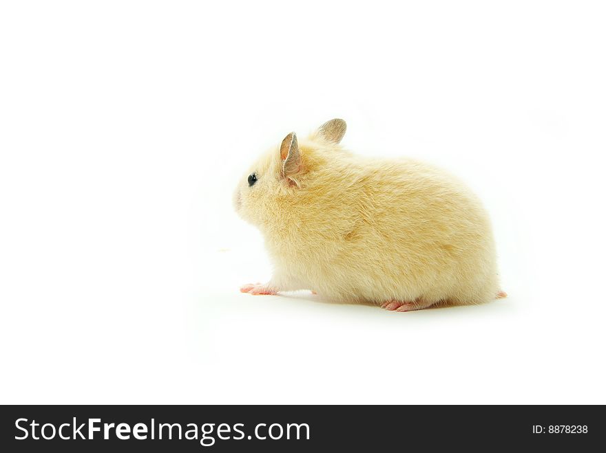 Hamster in front of a white background