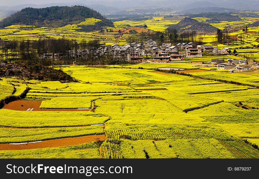 Rape Fields & Village in the spring of contryside.