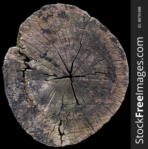 free seamless texture old tree stump