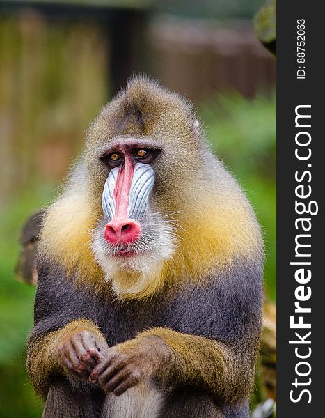 Mandrill