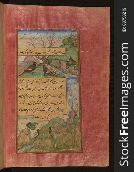 Birds Of Hindustan: Luchas, Called BÅ«qalamÅ«n, And Partridges &x28;Memoirs Of Babur&x29;, Walters Art Museum Ms. W.596, Fol.31b
