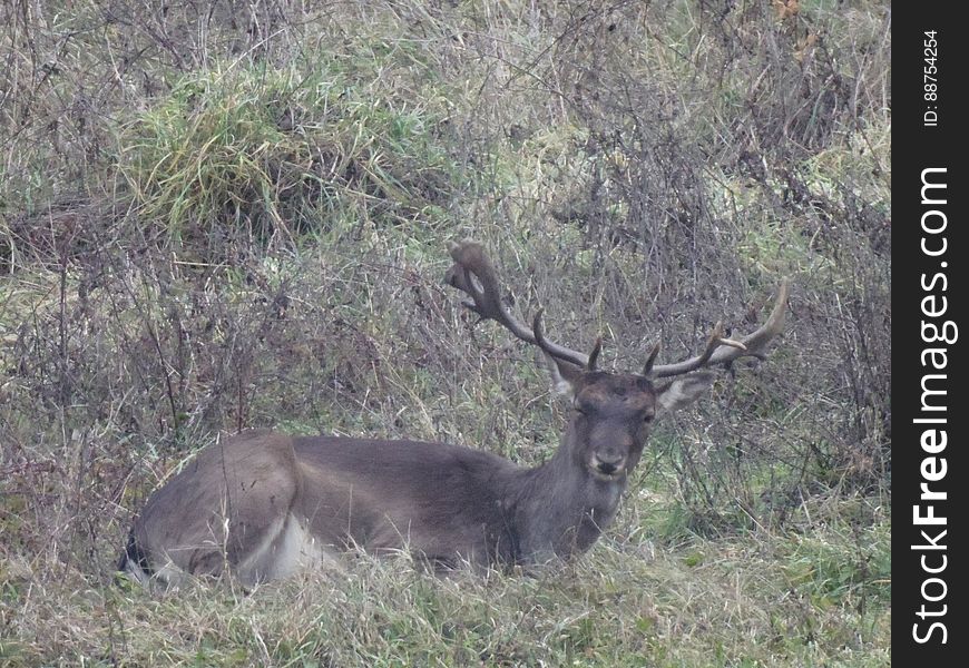 09.01.2013 Sperticano, Bologna - Deer Squeezing Me A Wink @ Sunset / Daino Dopo Il Tramonto A Sperticano Di Marzabotto, Appennino