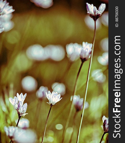 Closeup of white spring flowers blooming in meadow. Closeup of white spring flowers blooming in meadow.