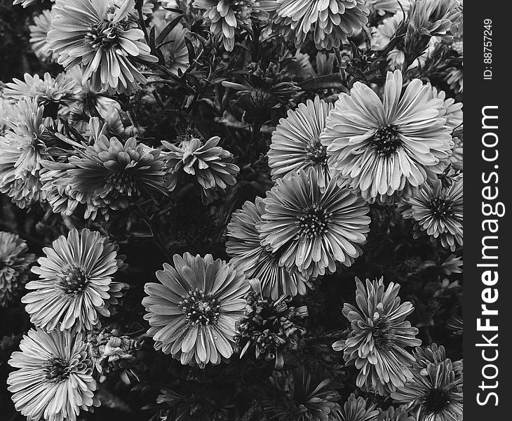 A black and white close up of flowers blooming in a garden. A black and white close up of flowers blooming in a garden.