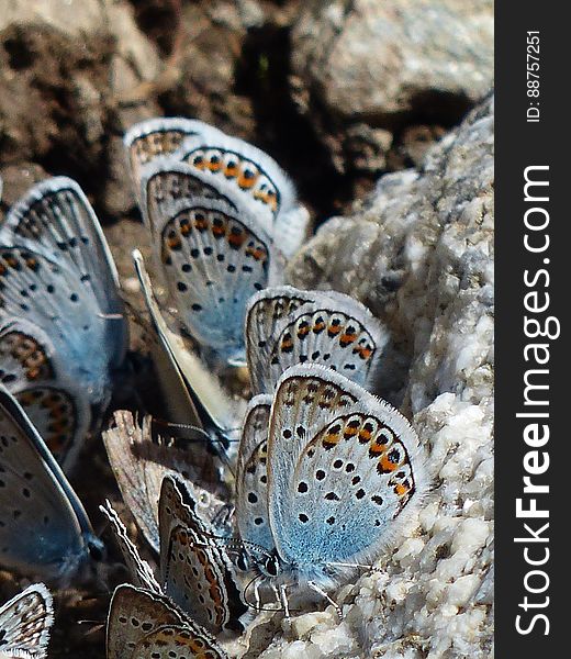 White Brown and Blue Butterfly on White Rock in Close Up Photography