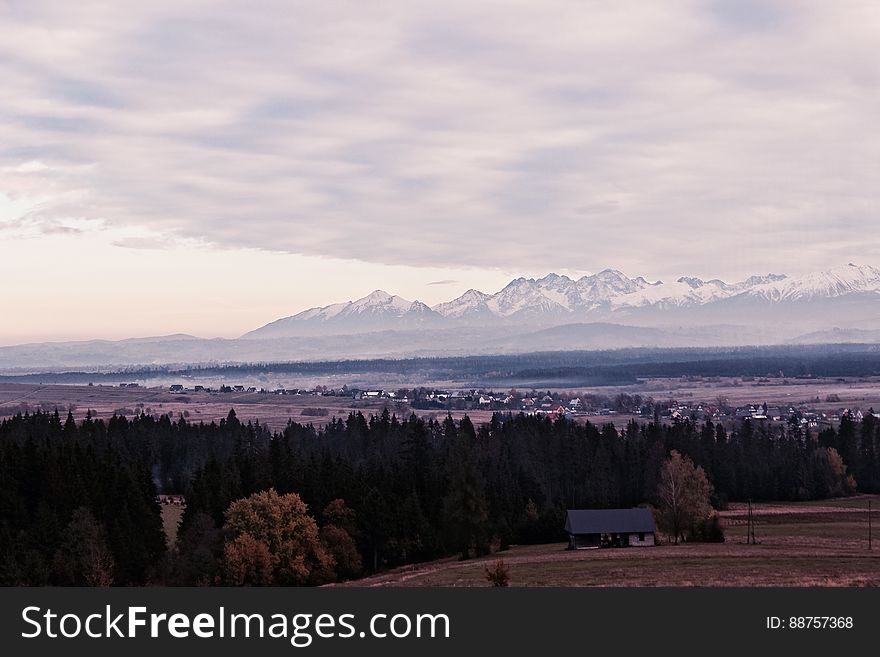 Field of Green Trees Under Cloudy Sky