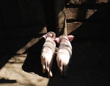 Piglet Royalty Free Stock Photography Piglet Royalty Free Stock Photography