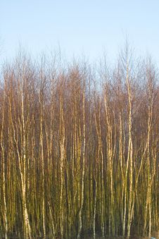 Birches Royalty Free Stock Photo Birches Royalty Free Stock Photo