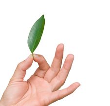 Close Up Of Hand Holding Leaf Stock Image